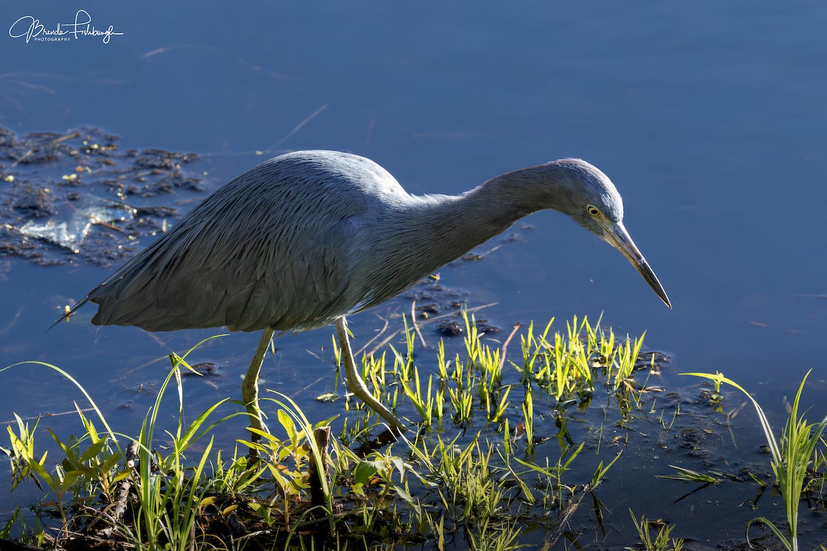 Little Blue Heron - ML646560603