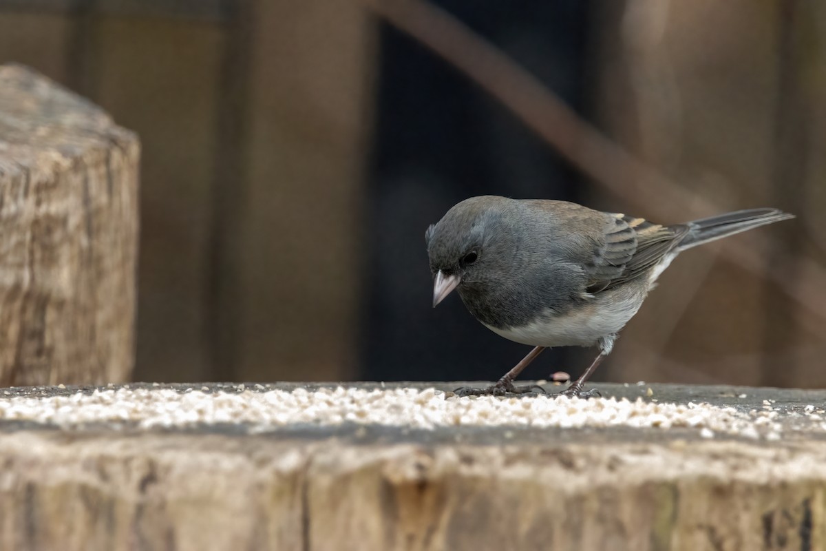 strnadec zimní (ssp. hyemalis/carolinensis) - ML646560604