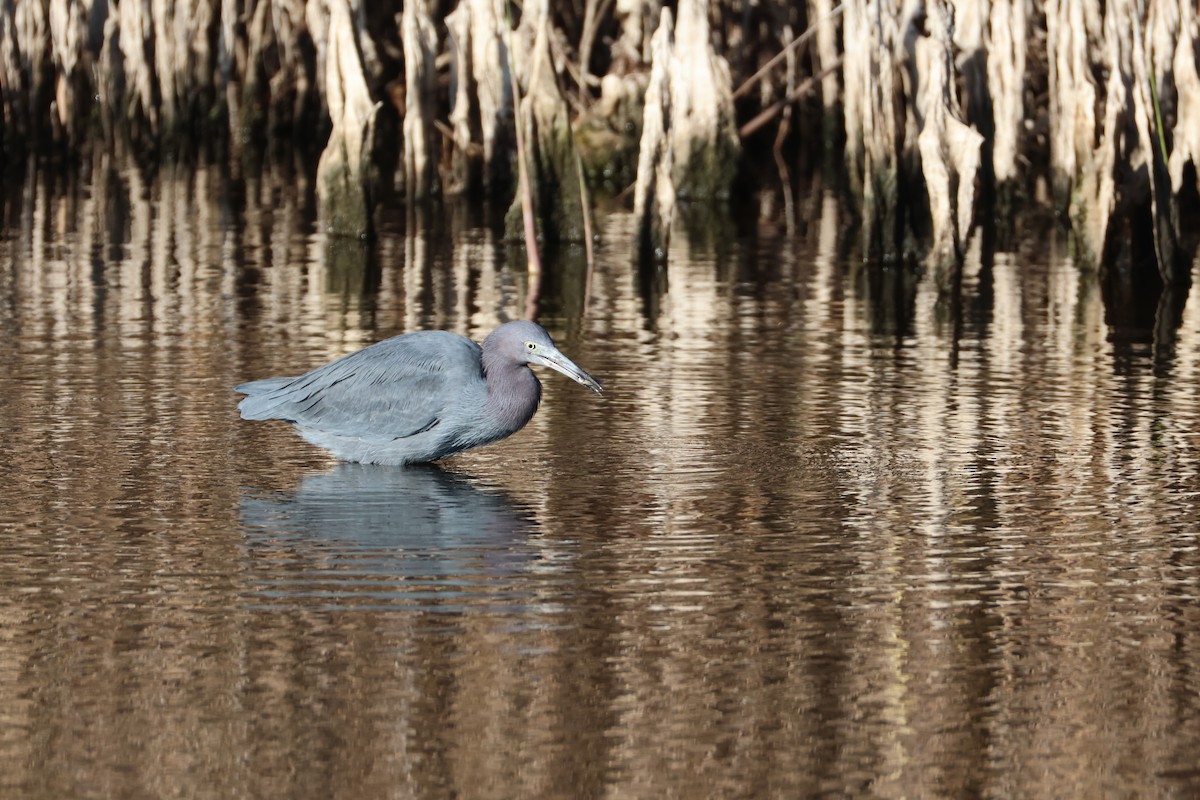 Little Blue Heron - ML646560605