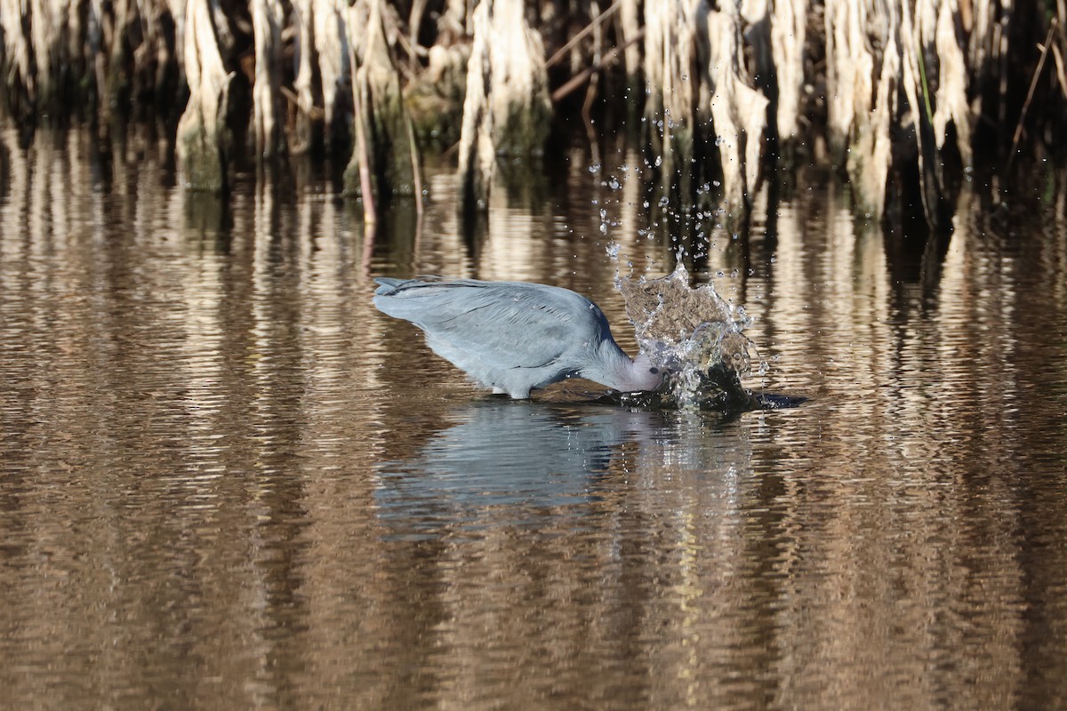 Little Blue Heron - ML646560606