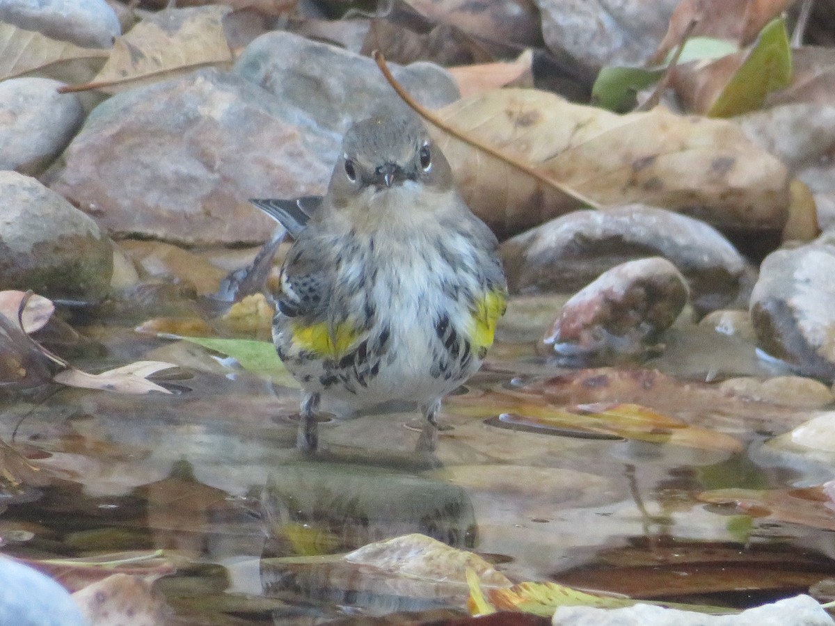 Reinita Coronada (Coronada) - ML646560607