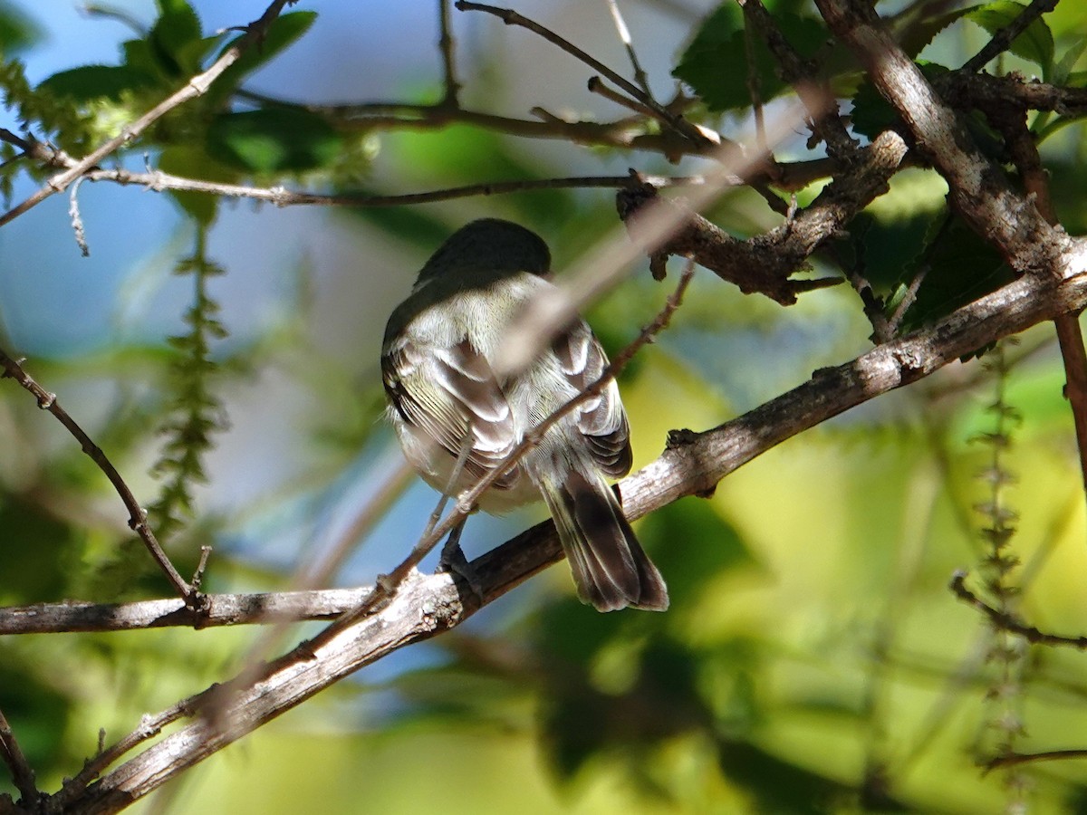 Bell's Vireo - ML646560609