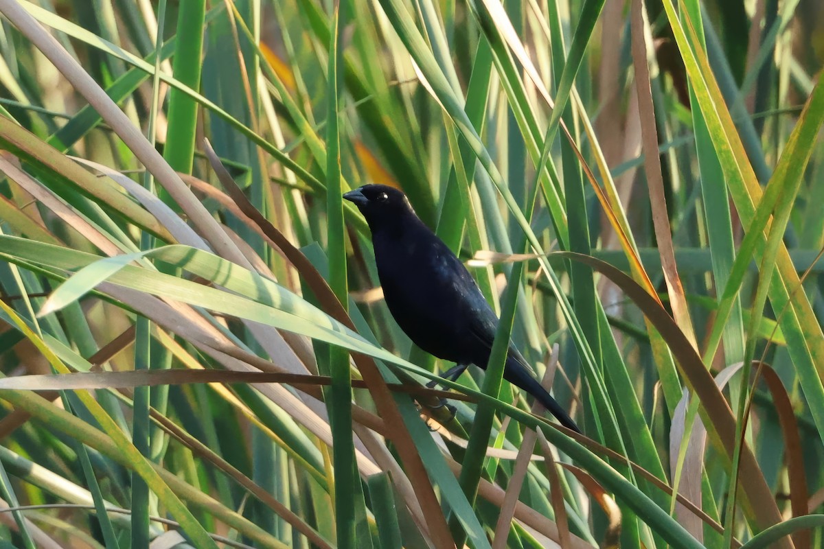 Shiny Cowbird - ML646560610