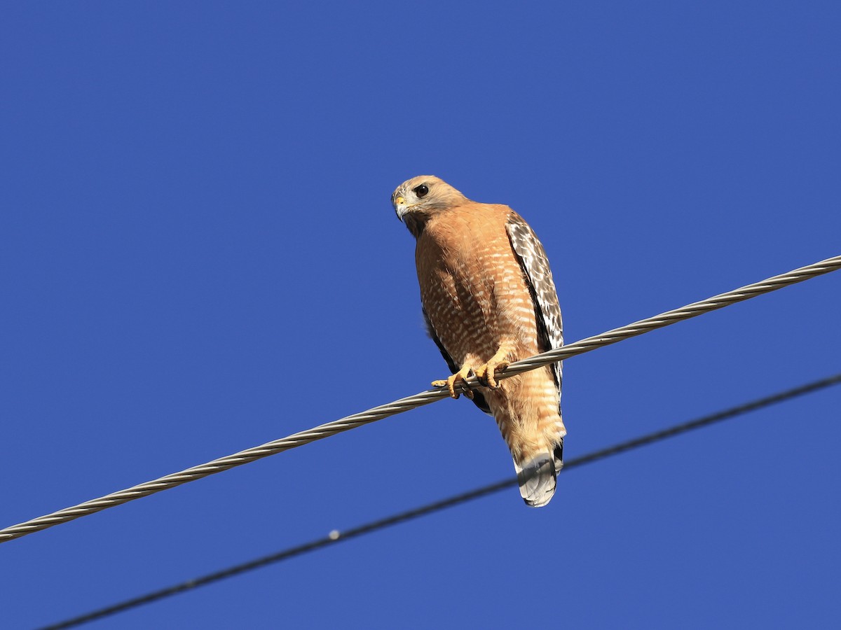 Red-shouldered Hawk - ML646560612