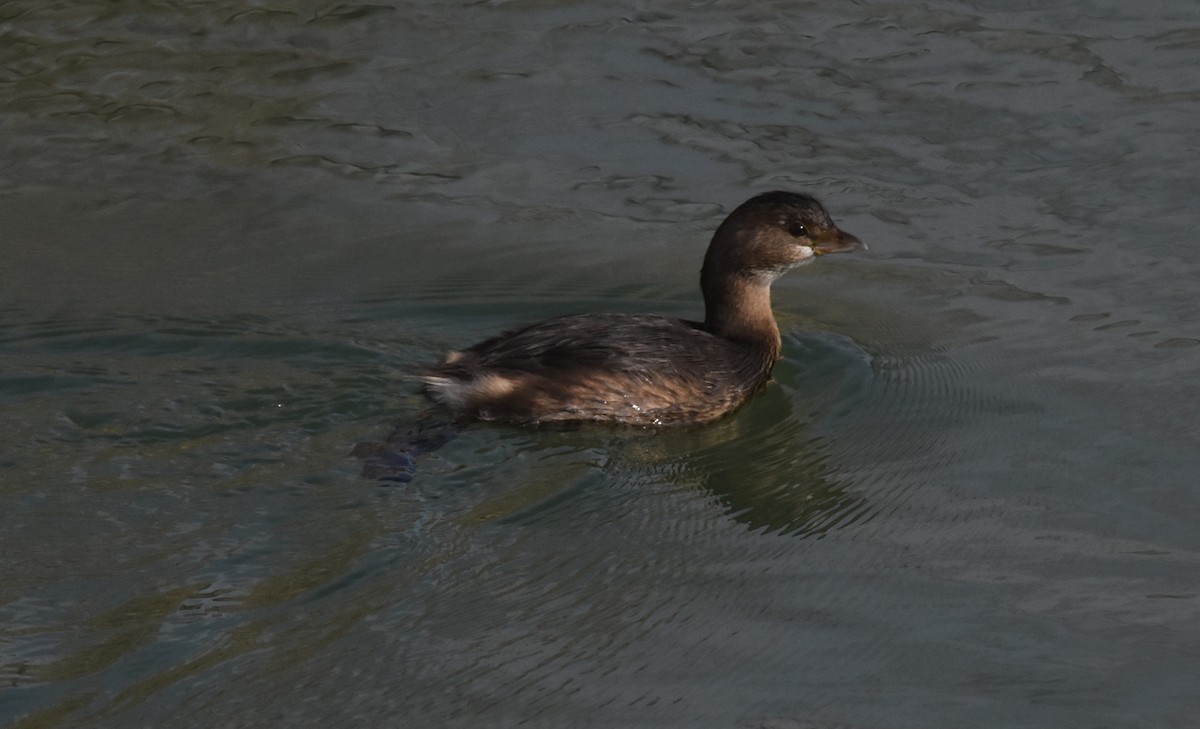 potápka americká - ML646560613