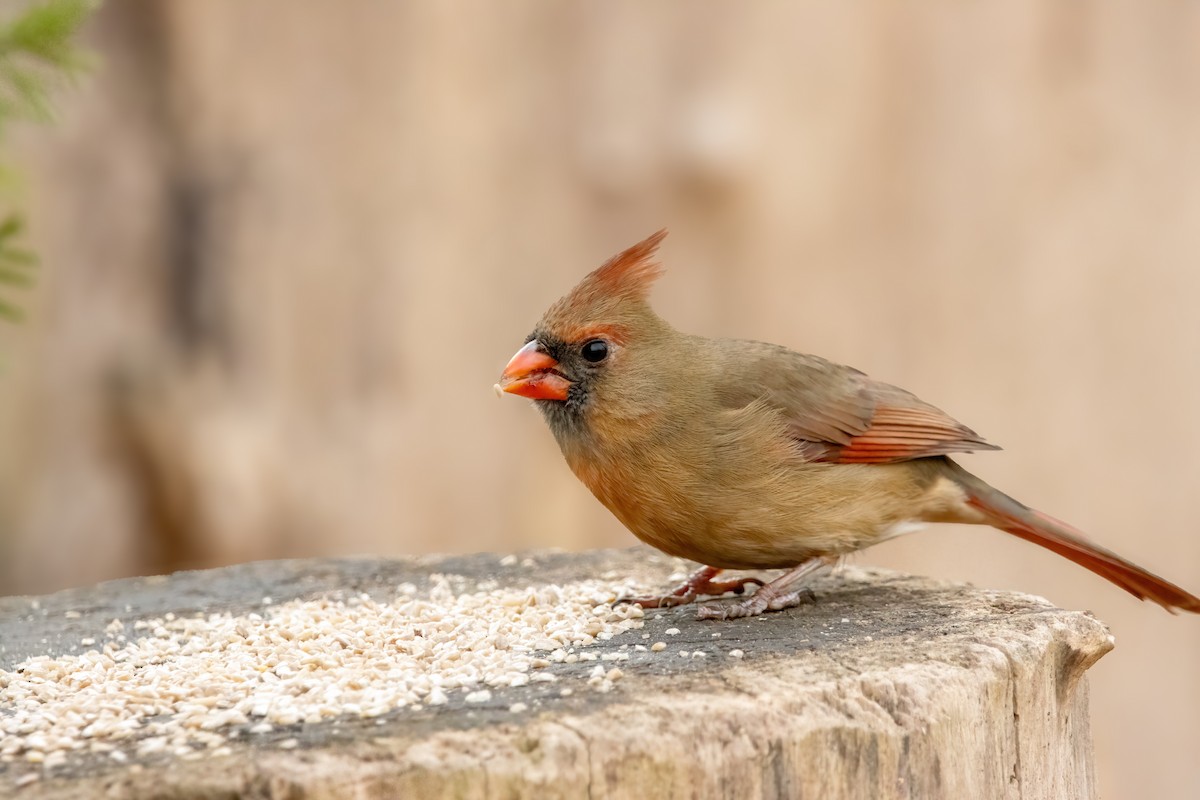 kardinál červený [skupina cardinalis] - ML646560614