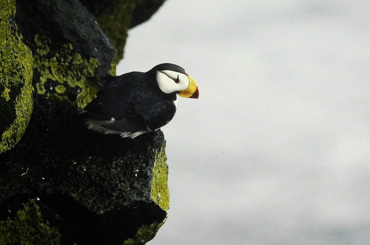 Іпатка тихоокеанська - ML646560615