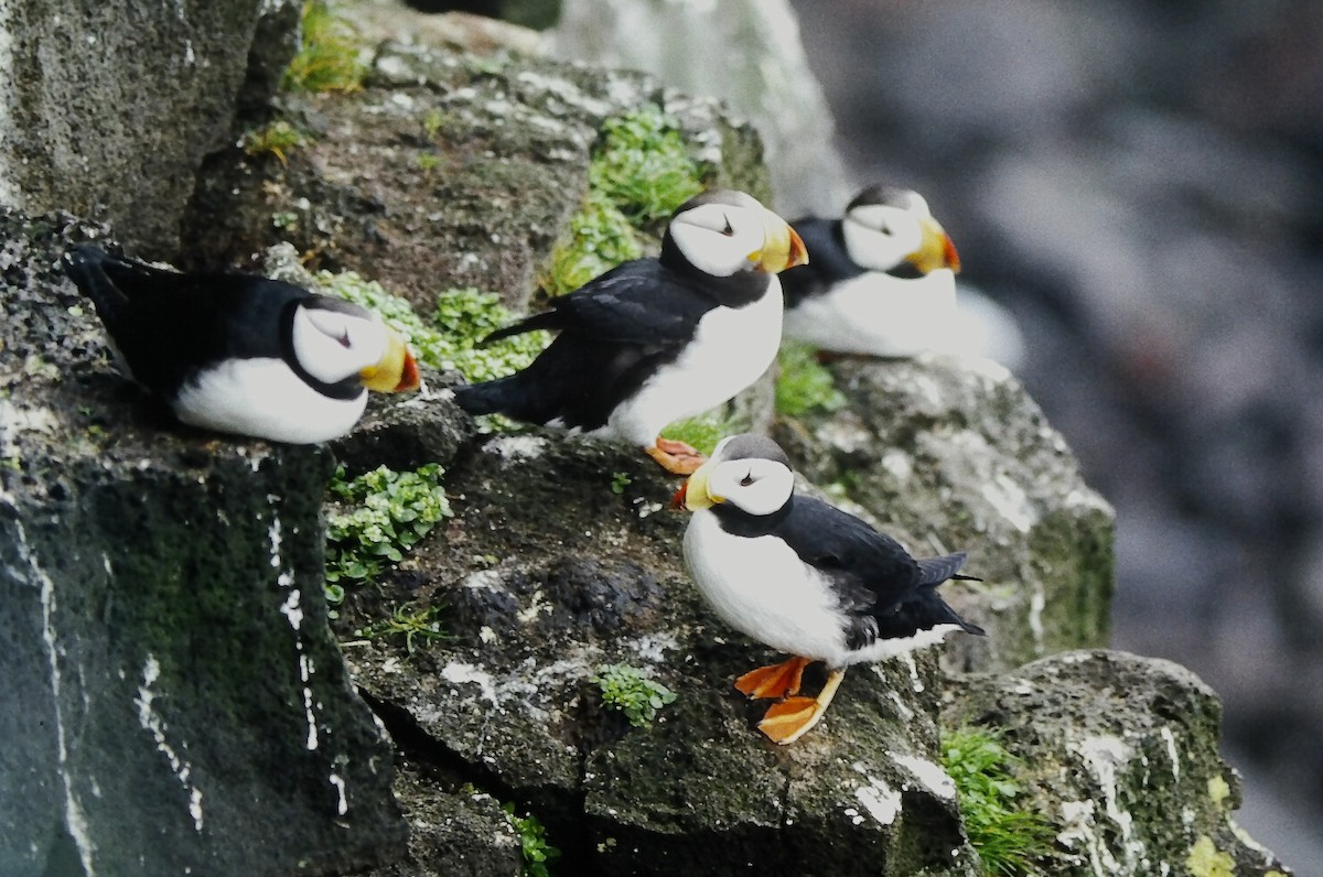 Іпатка тихоокеанська - ML646560616