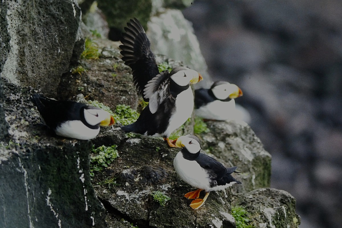 Іпатка тихоокеанська - ML646560617