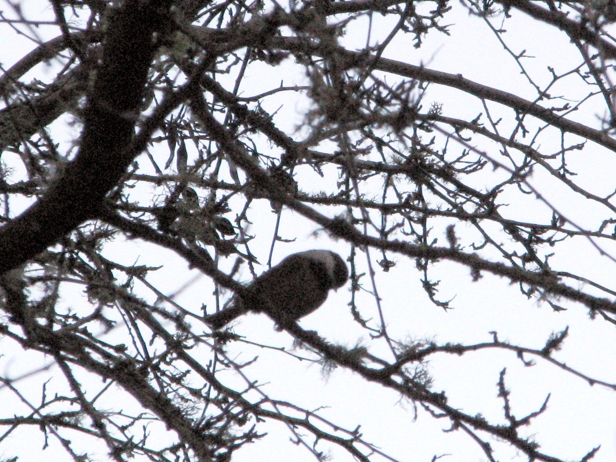 Chestnut-backed Chickadee - ML646560620