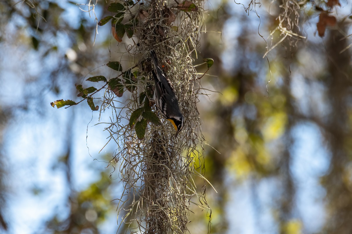 Yellow-throated Warbler - ML646560621