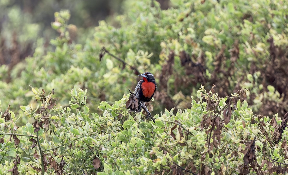 Шпаркос короткохвостий - ML646560623