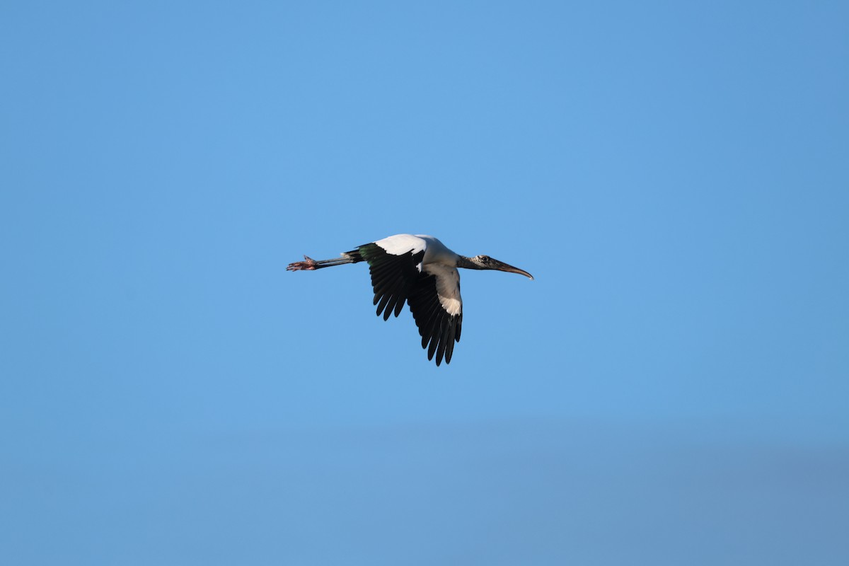 Wood Stork - ML646560629