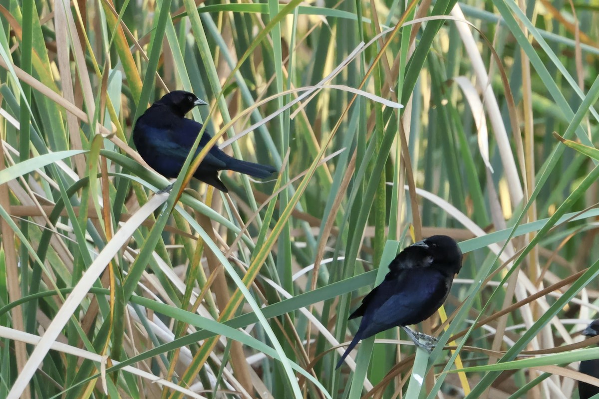 Shiny Cowbird - ML646560632