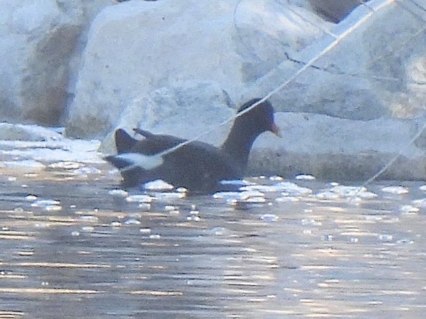 Американская камышница - ML646560634