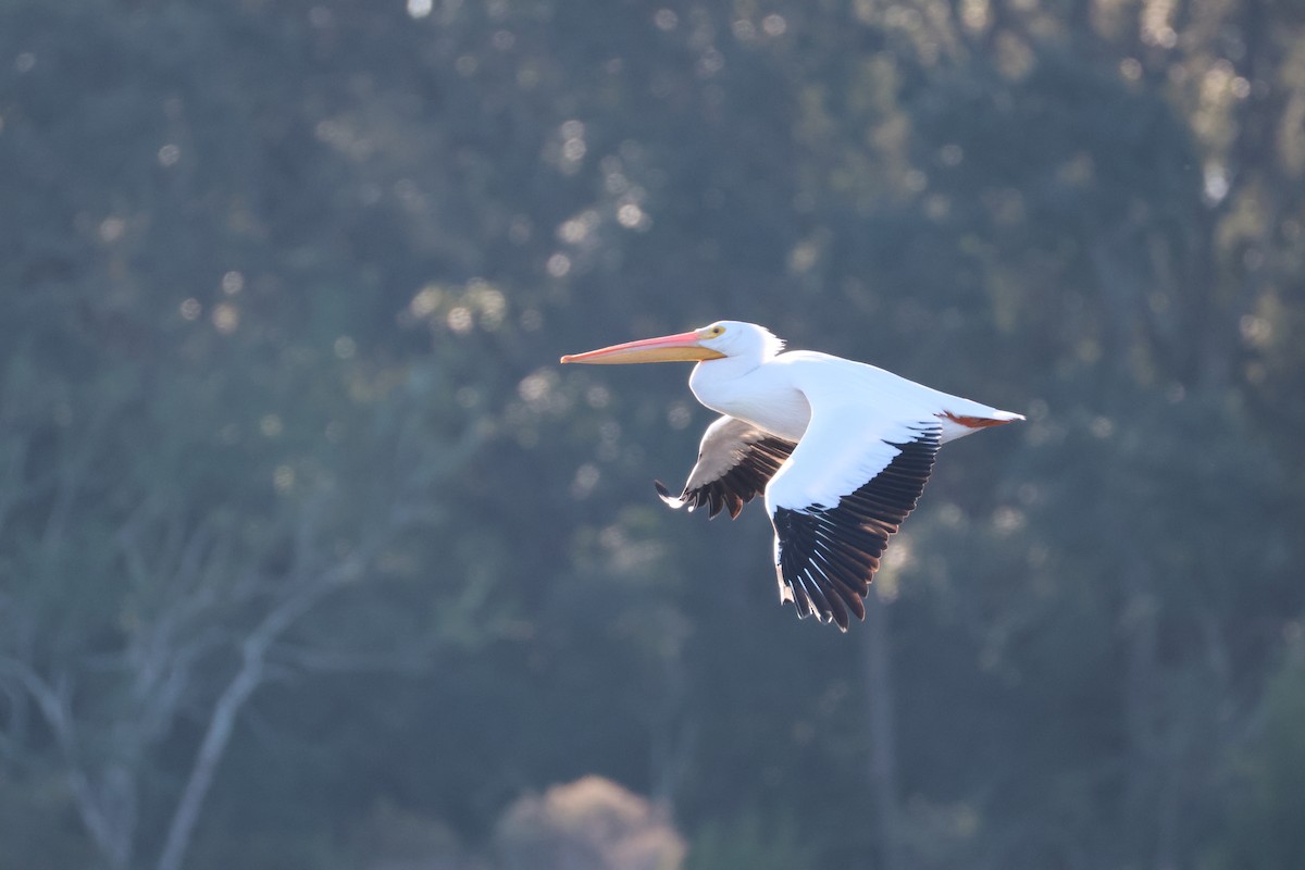 American White Pelican - ML646560637