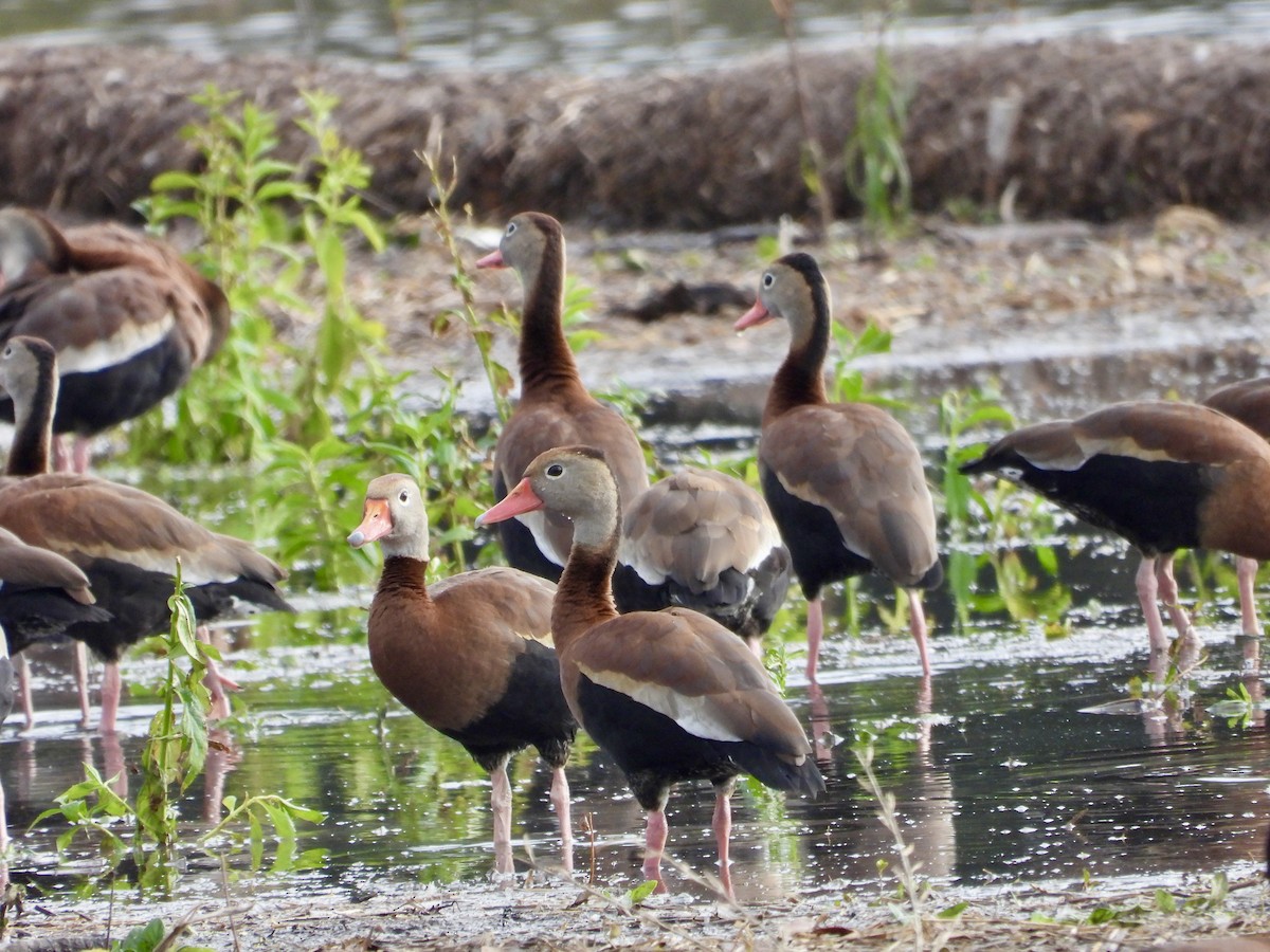 Black-bellied Whistling-Duck - ML646560642