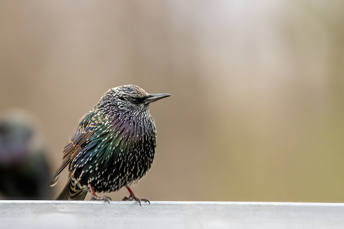 špaček obecný - ML646560643