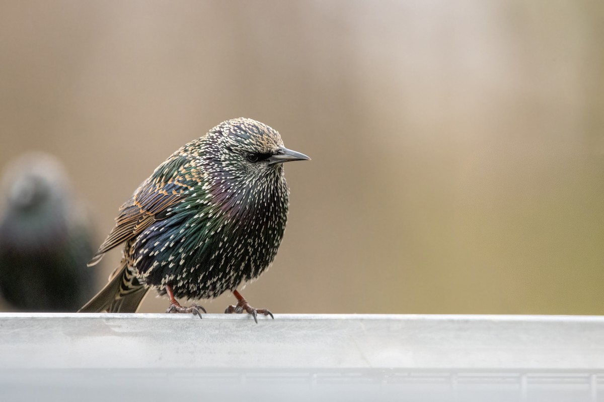 špaček obecný - ML646560644