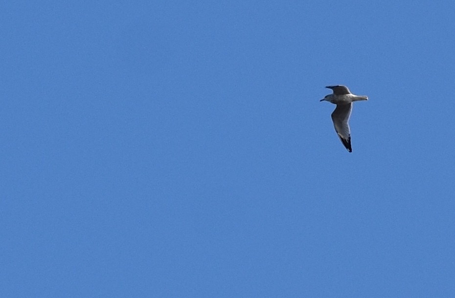 Мартиновий sp. - ML646560645