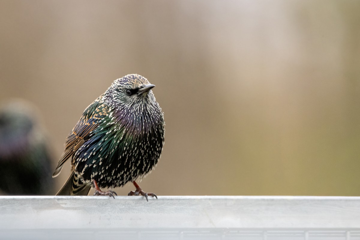 špaček obecný - ML646560646