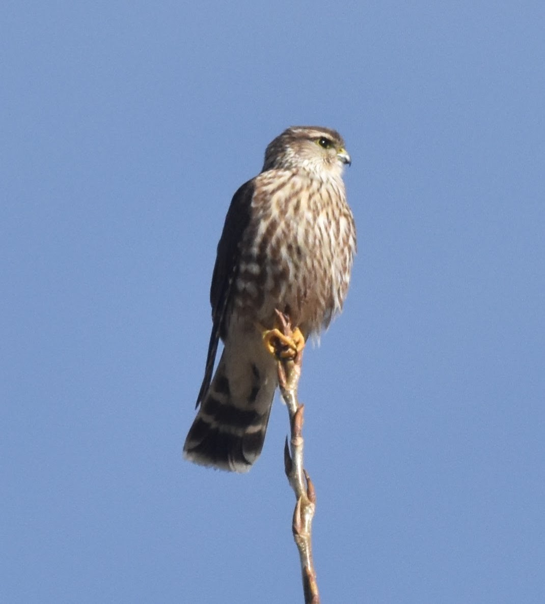 dřemlík tundrový (ssp. richardsonii) - ML646560647