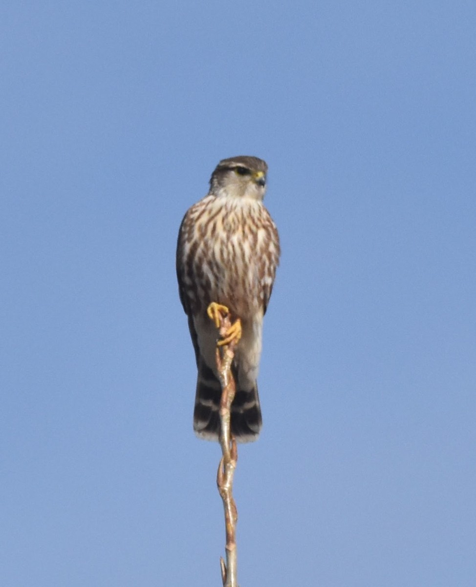 dřemlík tundrový (ssp. richardsonii) - ML646560648