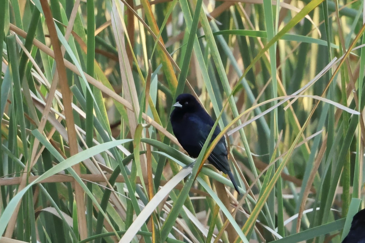 Shiny Cowbird - ML646560651