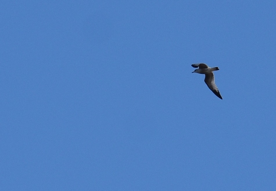 Мартиновий sp. - ML646560652