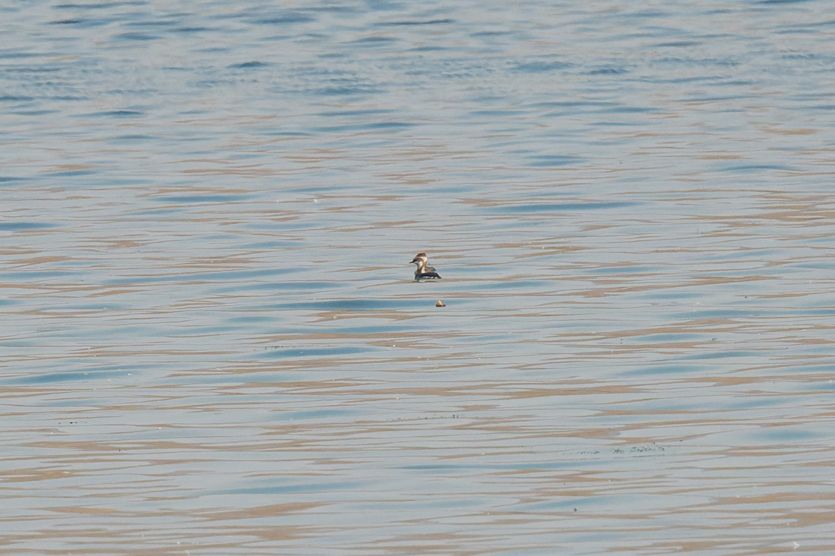 horndykker - ML646560653