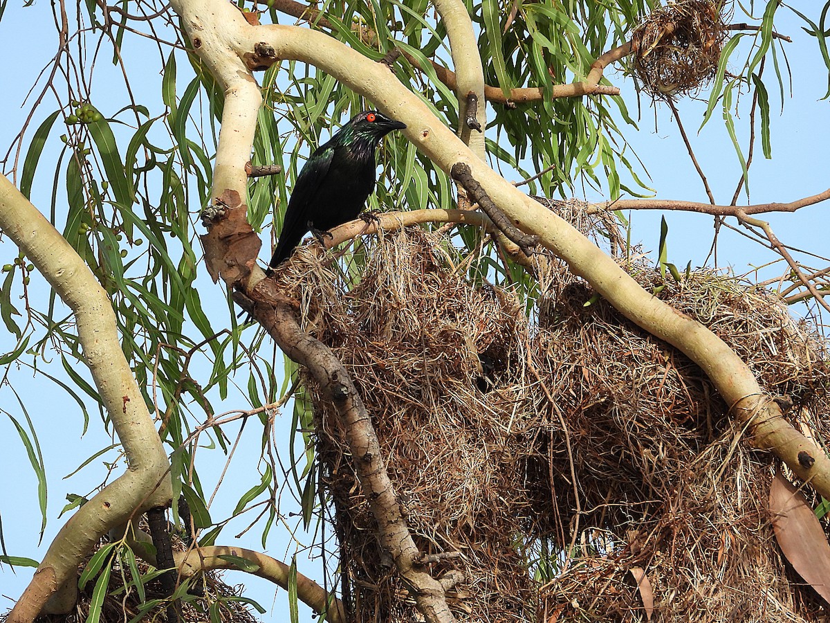 Metallic Starling - ML646560655