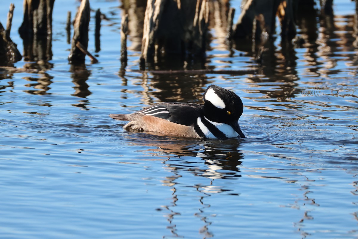 Hooded Merganser - ML646560661