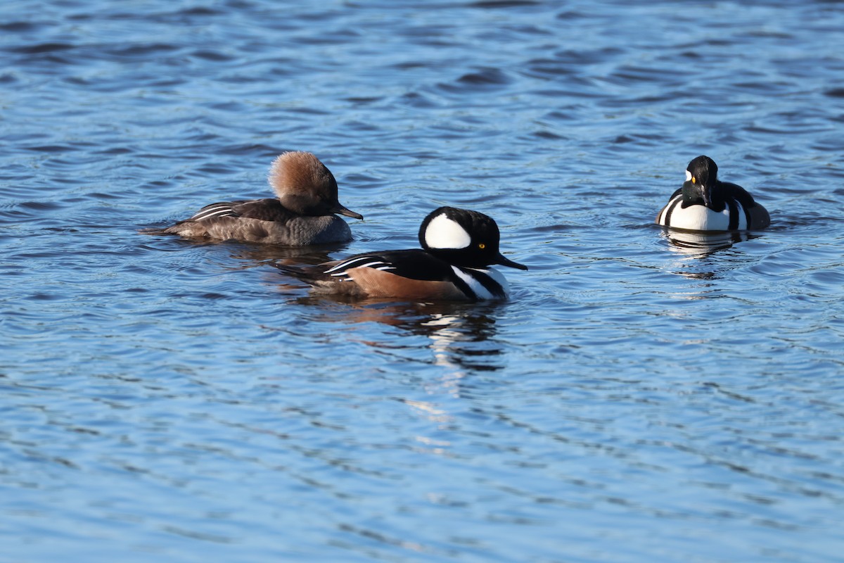 Hooded Merganser - ML646560662