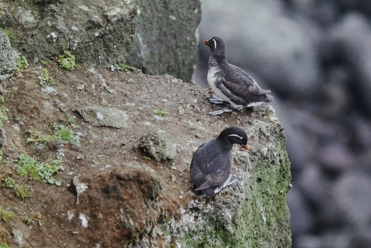 Parakeet Auklet - ML646560664