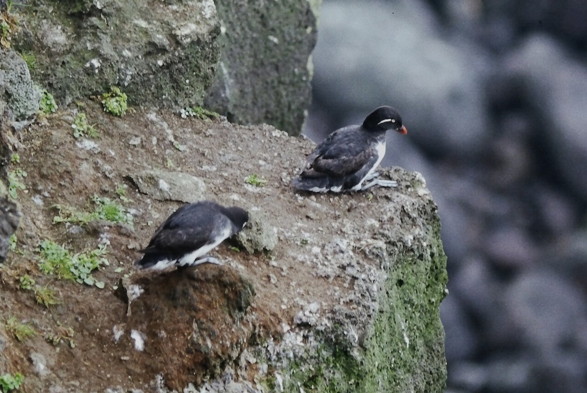 Parakeet Auklet - ML646560665
