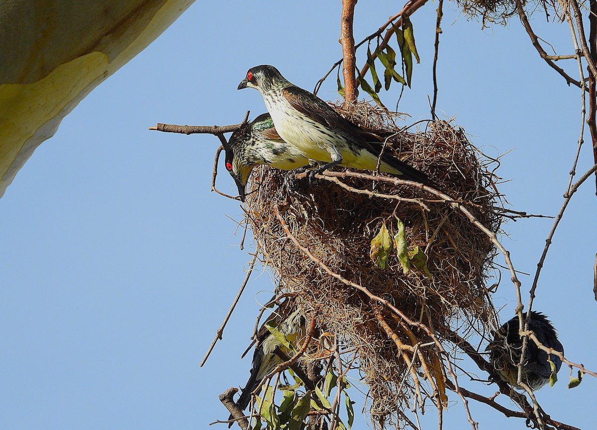 Metallic Starling - ML646560666
