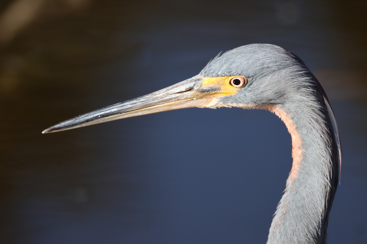 Tricolored Heron - ML646560667