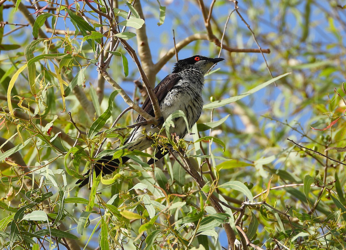 Metallic Starling - ML646560668
