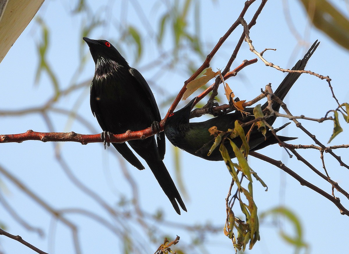 Metallic Starling - ML646560670