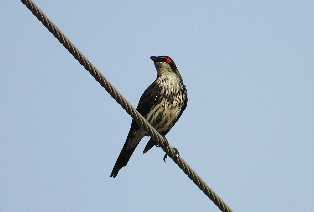 Metallic Starling - ML646560671