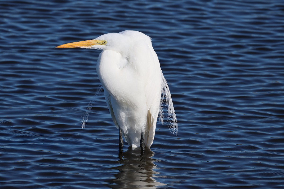 Great Egret - ML646560672