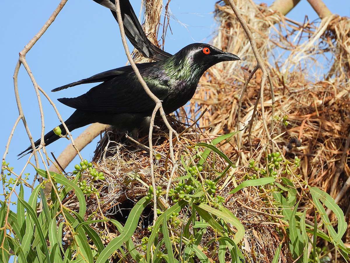 Metallic Starling - ML646560673