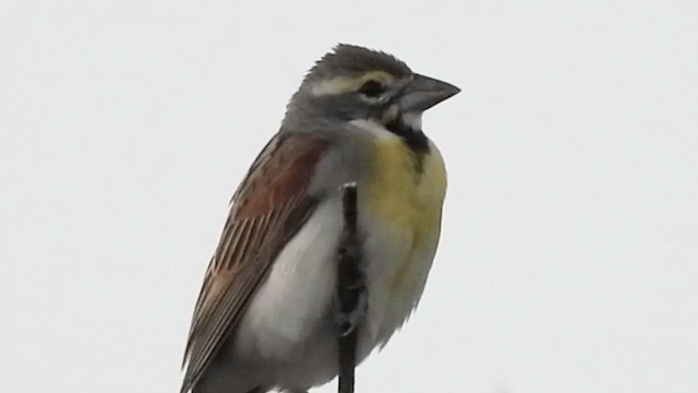 Dickcissel - ML646560676