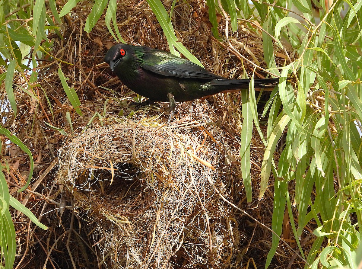 Metallic Starling - ML646560679