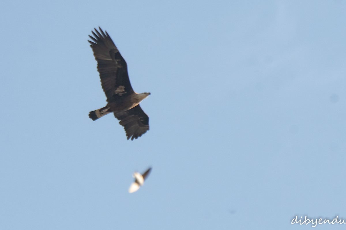 Pallas's Fish-Eagle - ML646560680