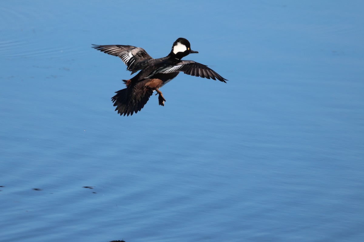 Hooded Merganser - ML646560684