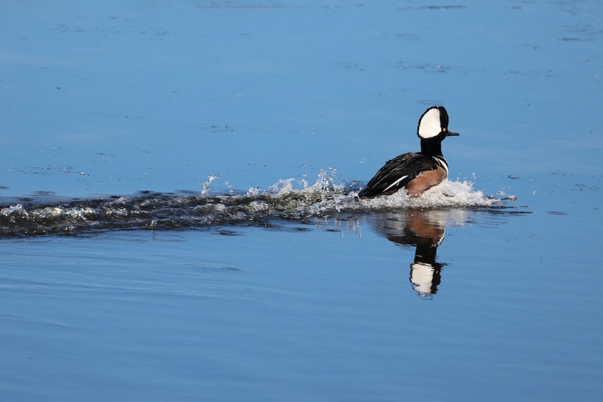 Hooded Merganser - ML646560685
