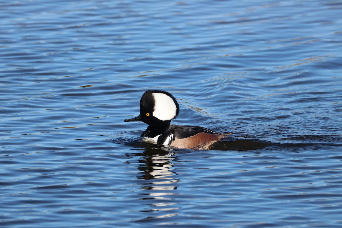 Hooded Merganser - ML646560686