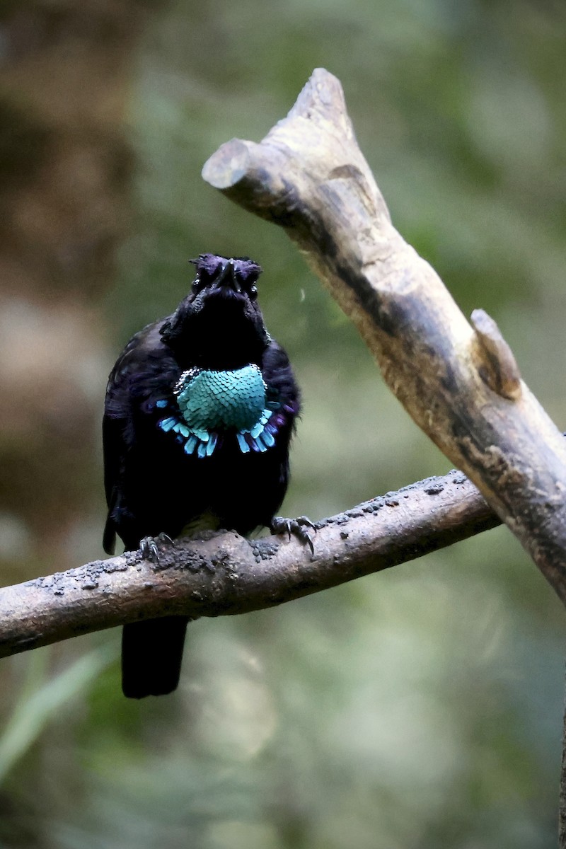 Vogelkop Lophorina - ML646560687