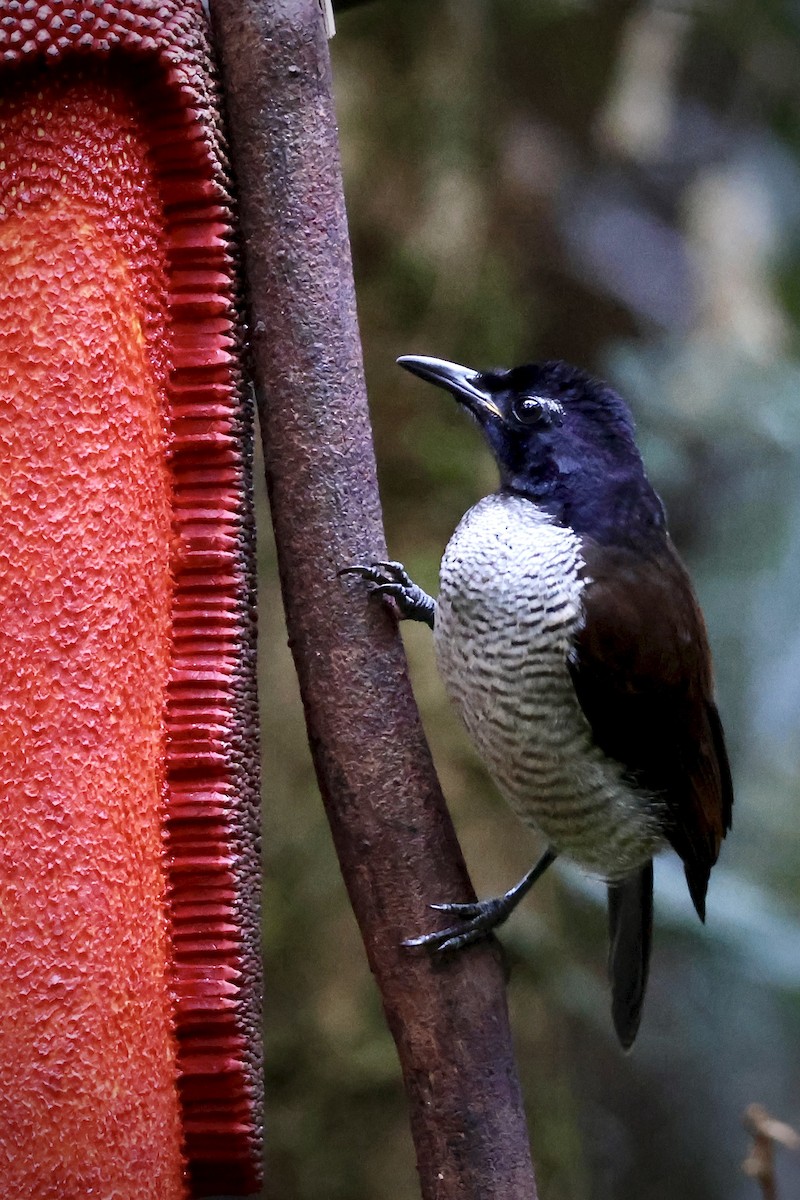 Vogelkop Lophorina - ML646560688